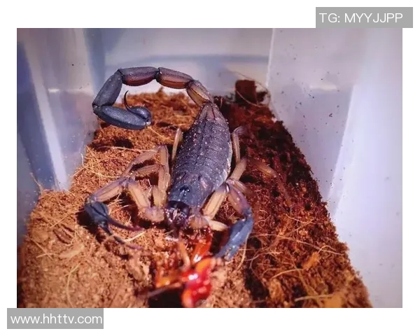 哥斯达黎加双色木蝎的独特魅力与生态价值探讨 哥斯达黎加双色木蝎的独特魅力与生态价值探讨